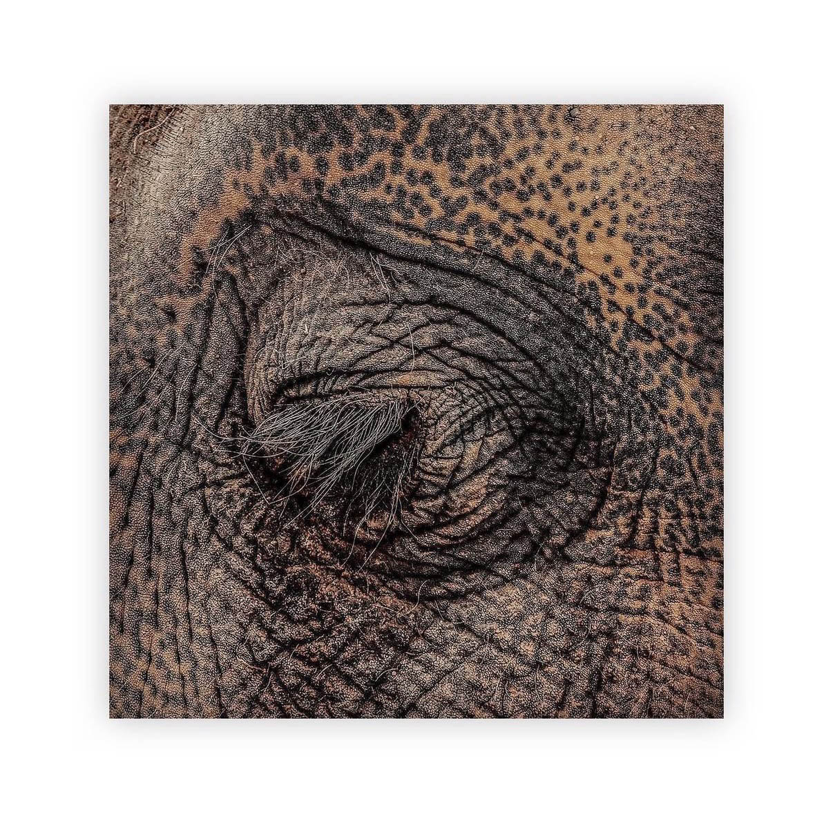 The Eye of the Elephant